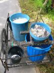 Rubber Collected In Pails.JPG (91 KB)